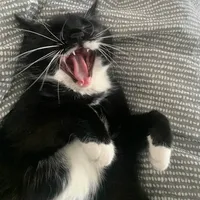 An icon of texturepack MeowMeowMeow