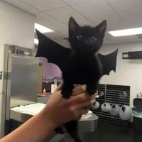 An icon of texturepack Hello World