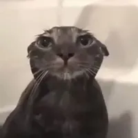 An icon of texturepack kabylek4