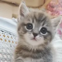 An icon of texturepack petuniaspink